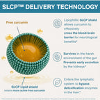 An infographic titled 'SLCP™ DELIVERY TECHNOLOGY' showing a 3D illustration of a curcumin delivery nanoparticle with labeled text and icons explaining benefits: crossing the blood-brain barrier, surviving the gut, and entering the lymphatic system.