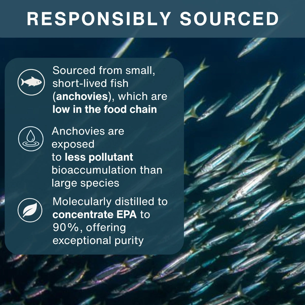 An informational graphic with the heading 'RESPONSIBLY SOURCED' over a background photo of a school of anchovies. Three dark translucent text boxes list benefits: sourcing from small short-lived fish low in the food chain, anchovies exposed to less pollutant bioaccumulation than large species, and molecularly distilled to concentrate EPA to 90% with exceptional purity.