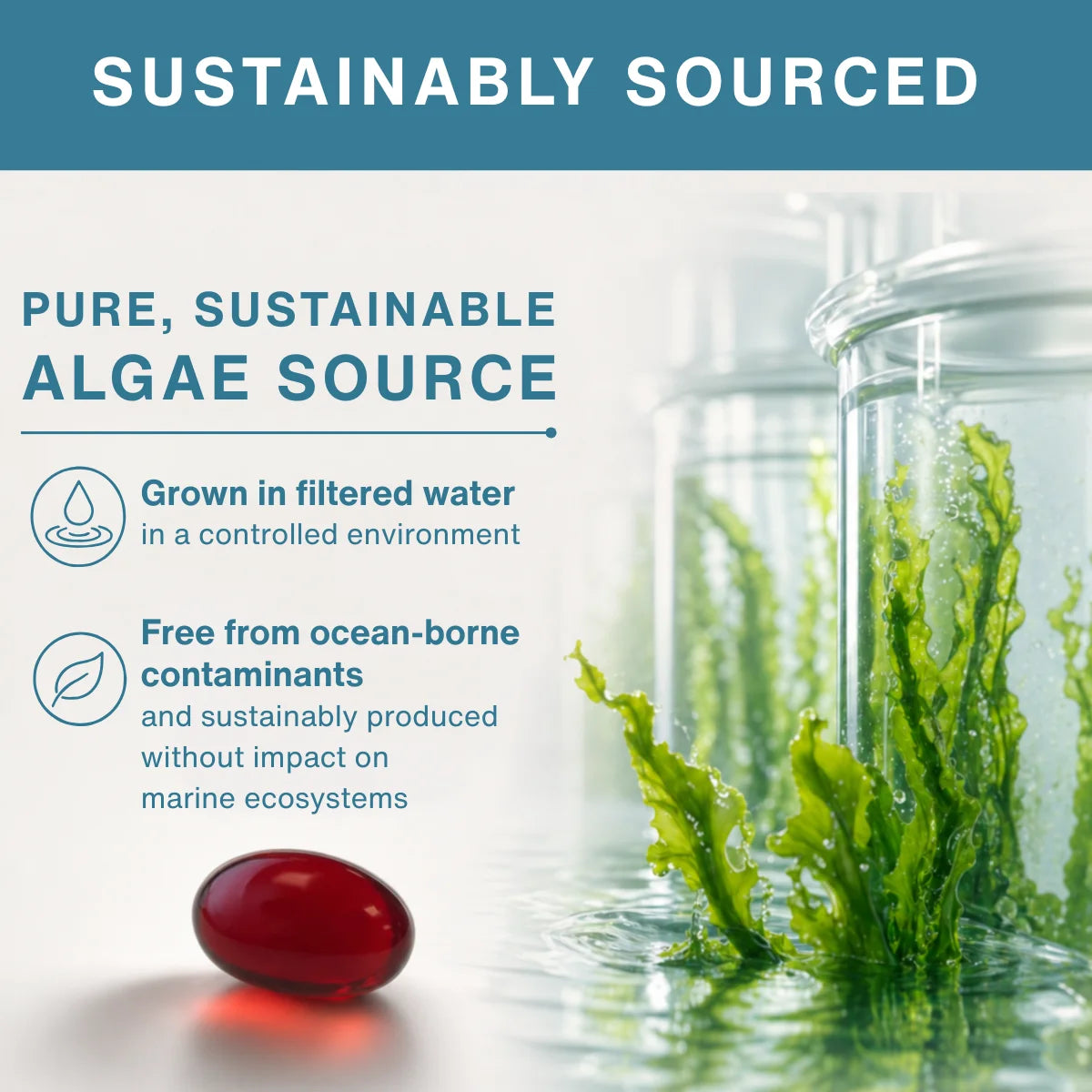 Algae in a jar with text about a sustainably sourced algae source