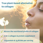 Person holding a dandelion with text about a plant-based collagen and protein supplement.