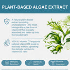 An informational graphic for Plant-Based Algae Extract, featuring a teal header, white background, descriptive text about vitamin D and immune benefits, and a green seaweed illustration on the right.