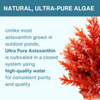 Text-heavy promotional graphic for algae, with the headline 'NATURAL, ULTRA-PURE ALGAE' on a dark teal banner and body copy describing ultra-pure astaxanthin cultivation. A close-up photo of red-orange algae occupies the right side on a pale blue background.