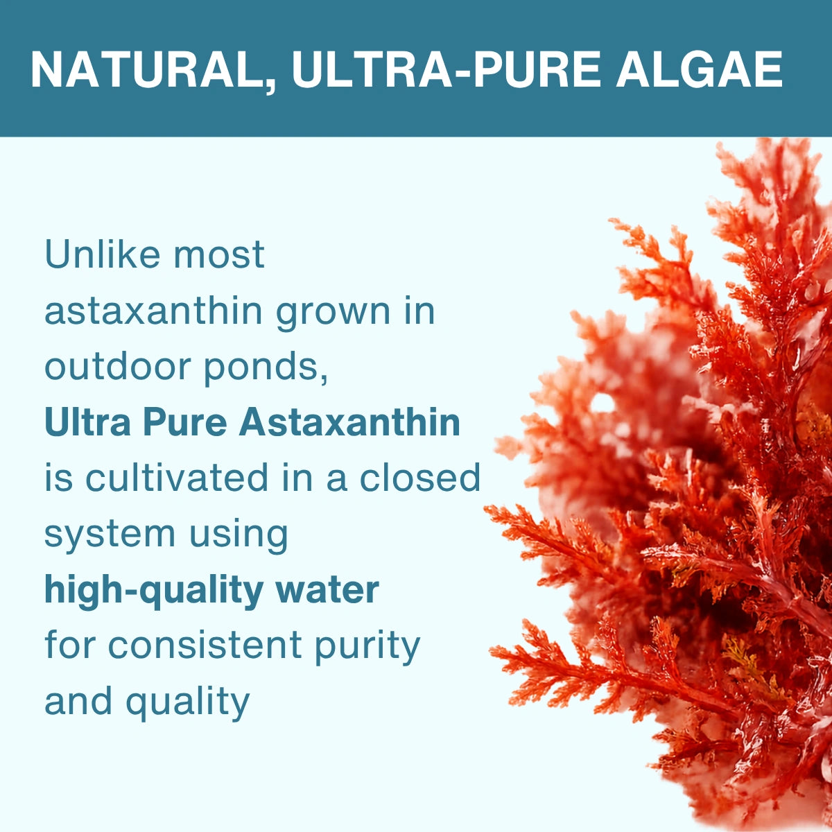 Text-heavy promotional graphic for algae, with the headline 'NATURAL, ULTRA-PURE ALGAE' on a dark teal banner and body copy describing ultra-pure astaxanthin cultivation. A close-up photo of red-orange algae occupies the right side on a pale blue background.