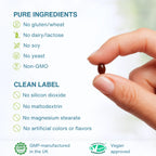 A close-up of a hand holding a single brown oval supplement capsule against a clean white background with text listing pure ingredients and clean label claims. Logos at the bottom include GMP, Vegan approved, and GMP Certified.