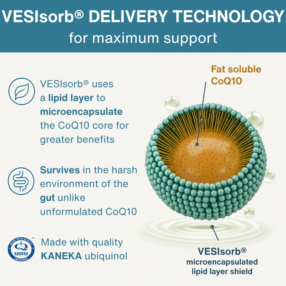 An infographic explaining VESIsorb delivery technology for CoQ10 support, featuring a 3D illustration of a microencapsulated CoQ10 particle with a teal lipid layer and orange core, accompanied by explanatory text and a KANEKA logo.