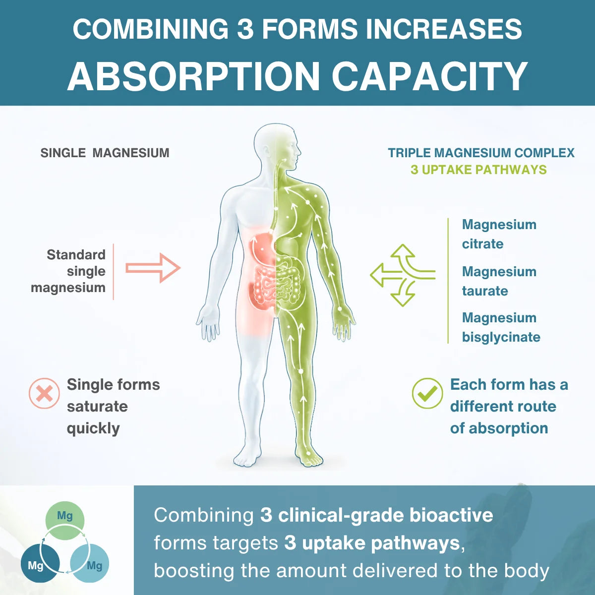 Comparing And Combining Documents Triple Magnesium Complex, Bisglycinate, Citrate, Taurate | Igennus ...