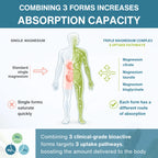 An infographic comparing single magnesium vs. triple magnesium complex forms, explaining how combining three clinical-grade bioactive forms increases absorption capacity and targets three uptake pathways in the body.