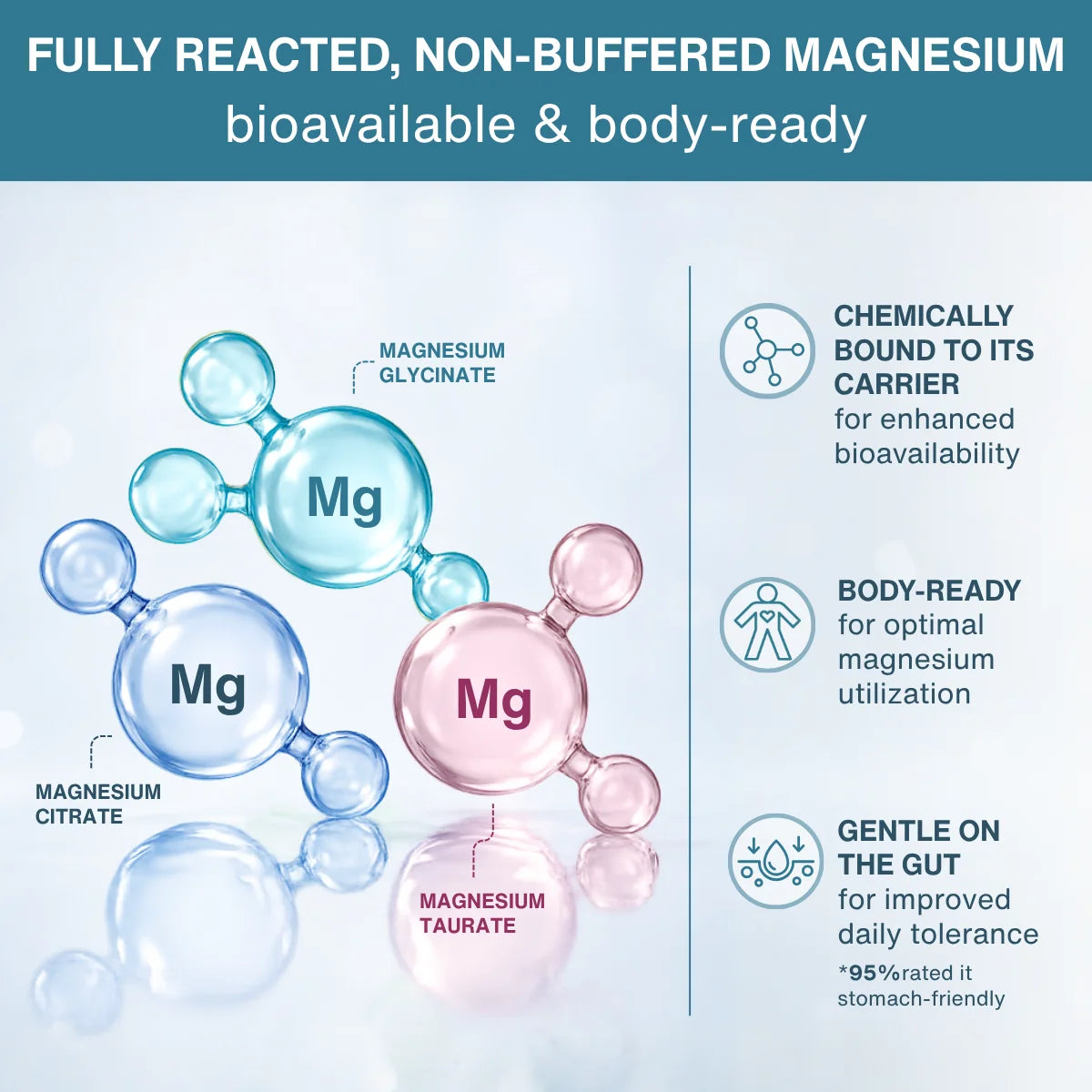 An infographic comparing three types of magnesium: Magnesium Glycinate (light blue), Magnesium Citrate (clear), and Magnesium Taurate (pink). The graphic features 3D molecular models of these compounds on the left, with text on the right highlighting key benefits: 'Chemically bound to its carrier', 'Body-ready for optimal magnesium utilization', and 'Gentle on the gut'.