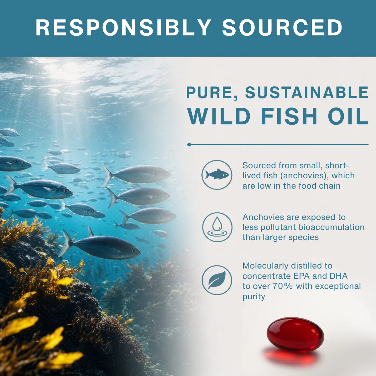 Promotional graphic for responsibly sourced pure, sustainable wild fish oil, featuring an underwater anchovy scene on the left and text callouts on the right with a red oval supplement capsule at the bottom right.