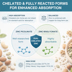 An infographic comparing zinc picolinate and zinc bisglycinate forms for enhanced absorption, featuring a central blue shield labeled 'DUAL CHELATED ZINC' with surrounding text and illustrations on a background of nuts and seeds.