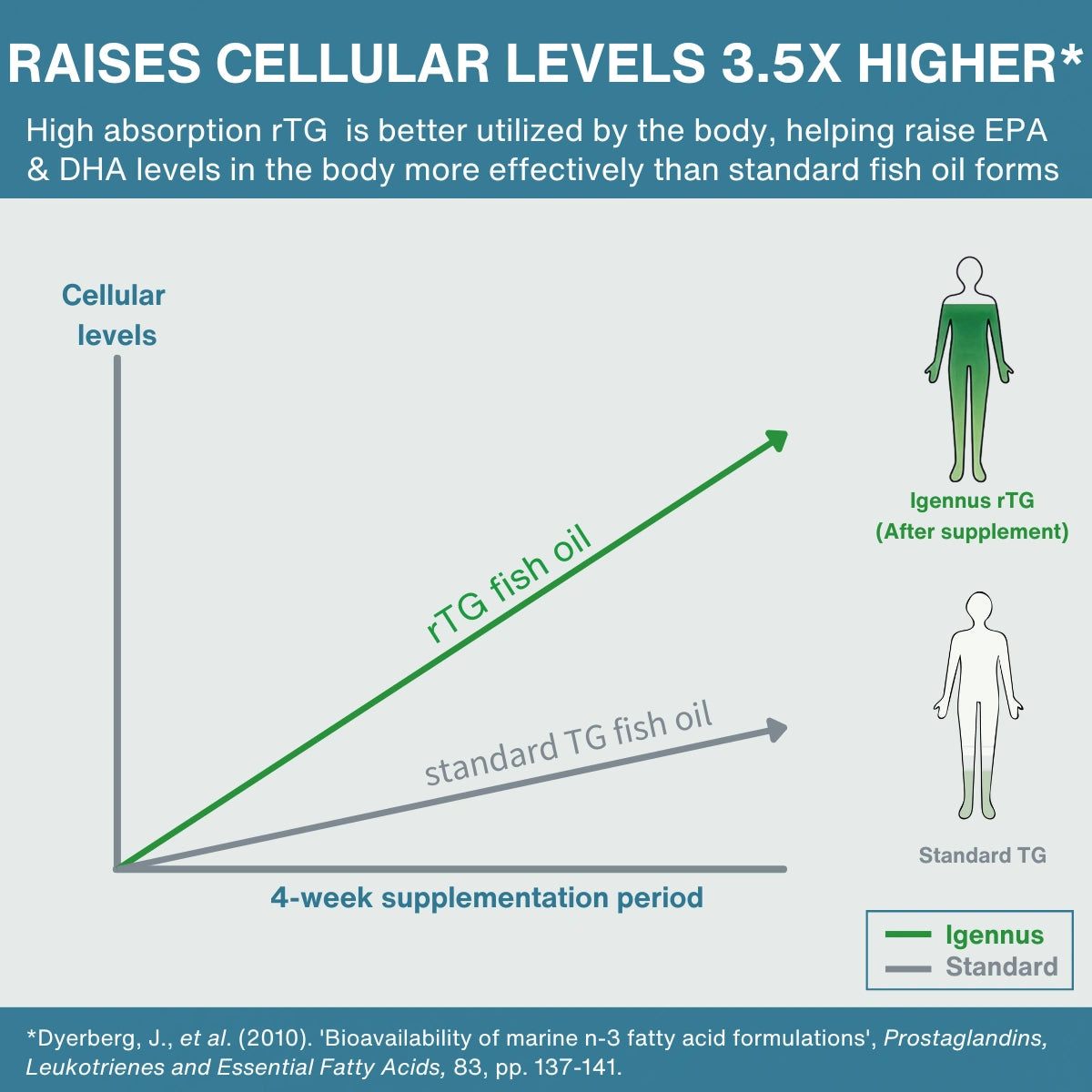 A comparison infographic for rTG fish oil versus standard TG fish oil, showing a line graph with cellular levels over a 4-week supplementation period and body silhouette diagrams labeled Igennus rTG (after supplement) and Standard TG.