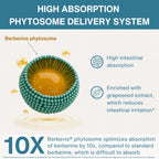 Promotional infographic for a berberine phytosome delivery system, showing a 3D spherical capsule labeled 'Berberine phytosome' with teal outer coating and golden interior. Text highlights high intestinal absorption, grapeseed extract enrichment, and 10x absorption improvement compared to standard berberine.