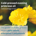 Yellow evening primrose flower with text about cold-pressed evening primrose oil and its properties.