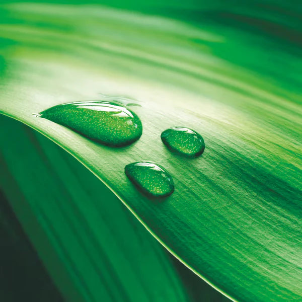 Close-up of water droplets on a green leaf